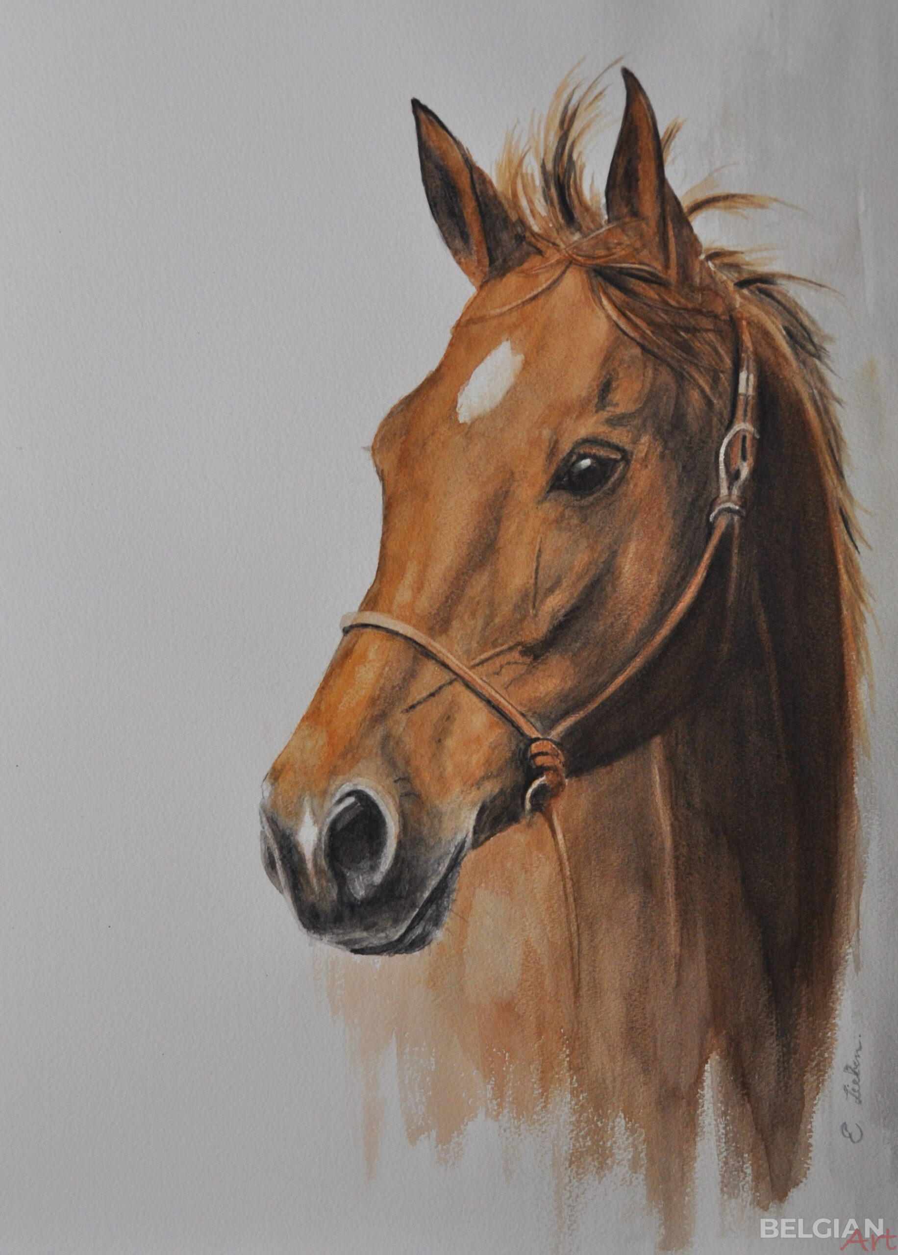 beautiful horse's head