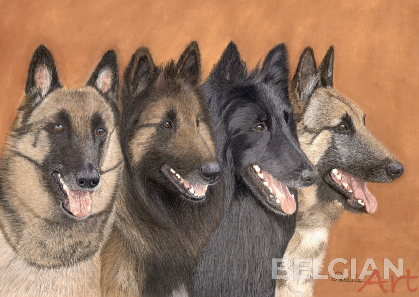Four varieties of the Belgian Shepherd dog