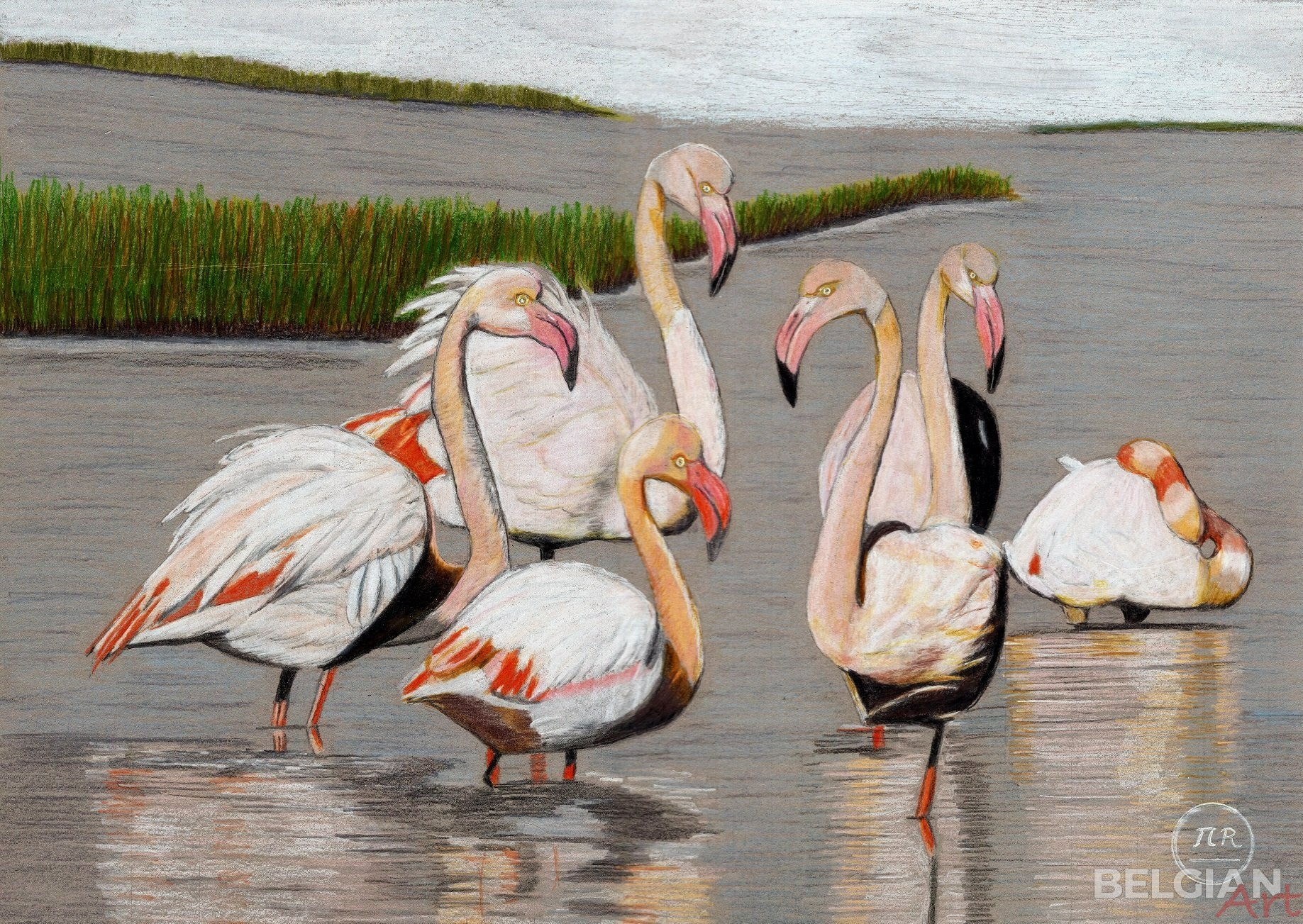 The dazzling grace of the Camargue Flamingo.