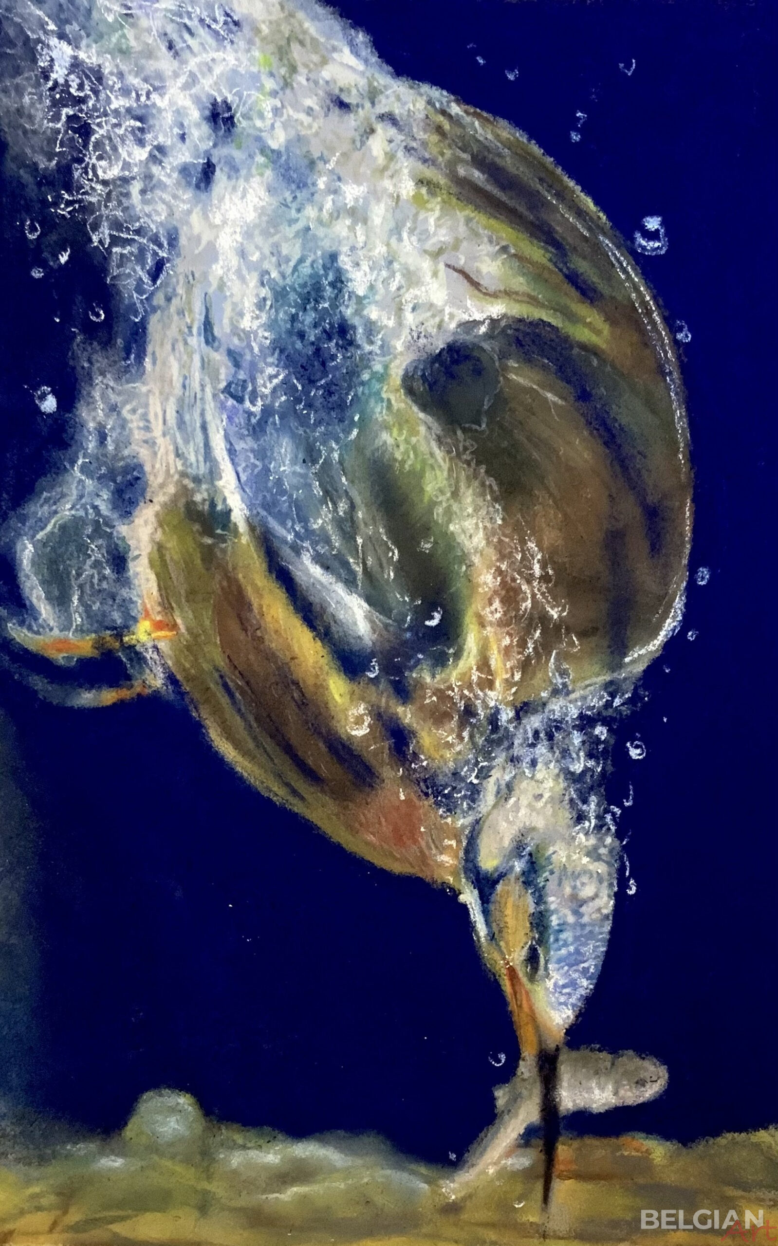 Le plongeon du Martin-Pêcheur