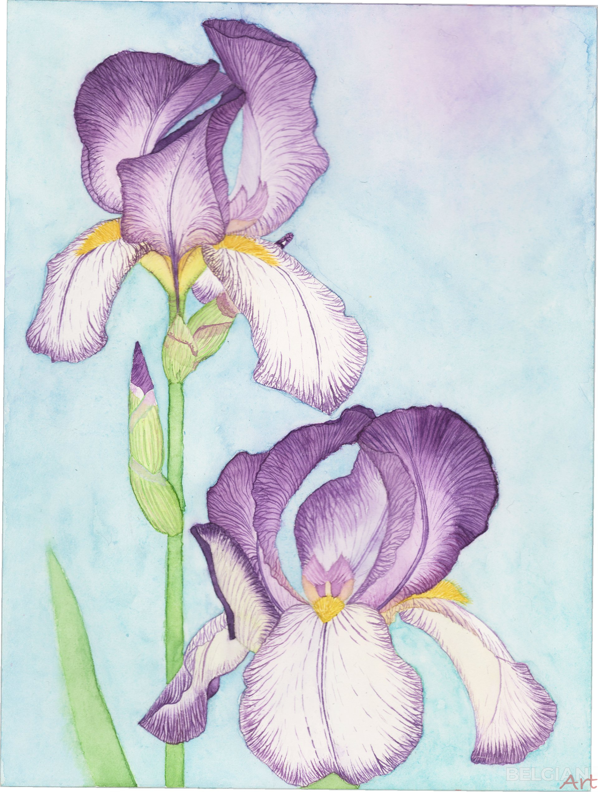 Couple of Irises